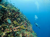 Tauchen Alor und Pantar · Tauchurlaub im Korallendreieck Indonesien 