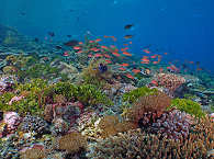 Korallengarten in der Pantar Strait · Tauchurlaub Alor Archipel 