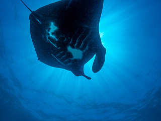 Black Manta · Tauchen Raja Ampat Indonesien 