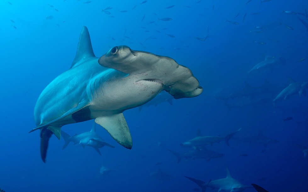 Bogenstirn-Hammerhai · Tauchen Cocos Island 