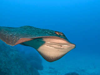 Tauchen mit Marmorrochen · Tauchsafaris Cocos Island 