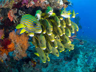 Goldband-Süßlippen · Tauchen Dampier Strait 