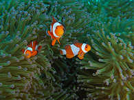 Anemonenfische (Nemos) · Tauchen Alor und Pantar 
