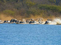 Flusspferde im Kruger Nationalpark – Südafrika 