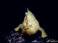 Frogfish · Tauchen Lembeh Strait 