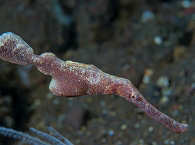 Geisterpfeifenfisch Halimeda (Solenostomus halimeda) · Tauchen in Indonesien 