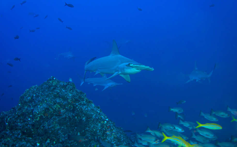 Tauchen am »Berg der Hammerhaie« Cocos Island 