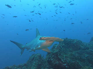 Tauchen mit Hammerhaien · Tauchsafaris Cocos Island, Costa Rica 