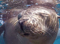 Tauchen mit Seelöween im Golf von Kalifornien · Baja California 
