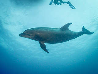 Delfin · Tauchen an Cocos Island 