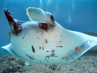 Manta Point (Makassar Reef) im Komodo Nationalpark – Indonesien 