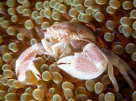 Porzellan-Krabbe im Magic Ocean Hausriff – Anda, Bohol