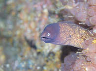 Muräne beim Tauchen in Nord-Ticao (Tauchspot Bobby’s Wall) 