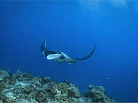 Tauchen an Manta Ridge, Raja Ampat · Mantarochen (Mobula birostris) 