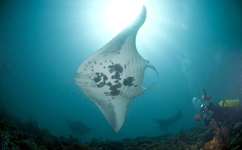 Manta-Tauchen an Ticao Island · Tauchreisen Philippinen 