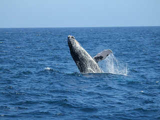 Whalewatching Baja California · Tauchsafaris Mexiko 