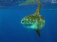 Mola Mola (Mondfisch) · Tauchen an Pulau Pantar 