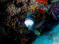 Orientalische Süßlippe · Dive into Raja Ampat 