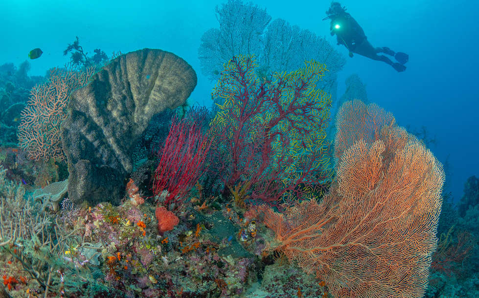 Korallenwälder · Tauchen Raja Ampat Indonesien 