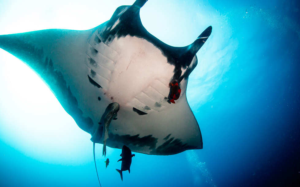 Manta im Socorro Archipel · Tauchen Mexiko 