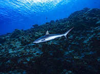 Grauer Riffhai (Carcharhinus amblyrhynchos) · Raja Ampat Tauchen 