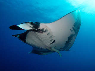 Socorro-Manta · Tauchen in Mexiko 