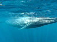 Blauwal an der Baja California · Tauchen im Golf von Kalifornien 