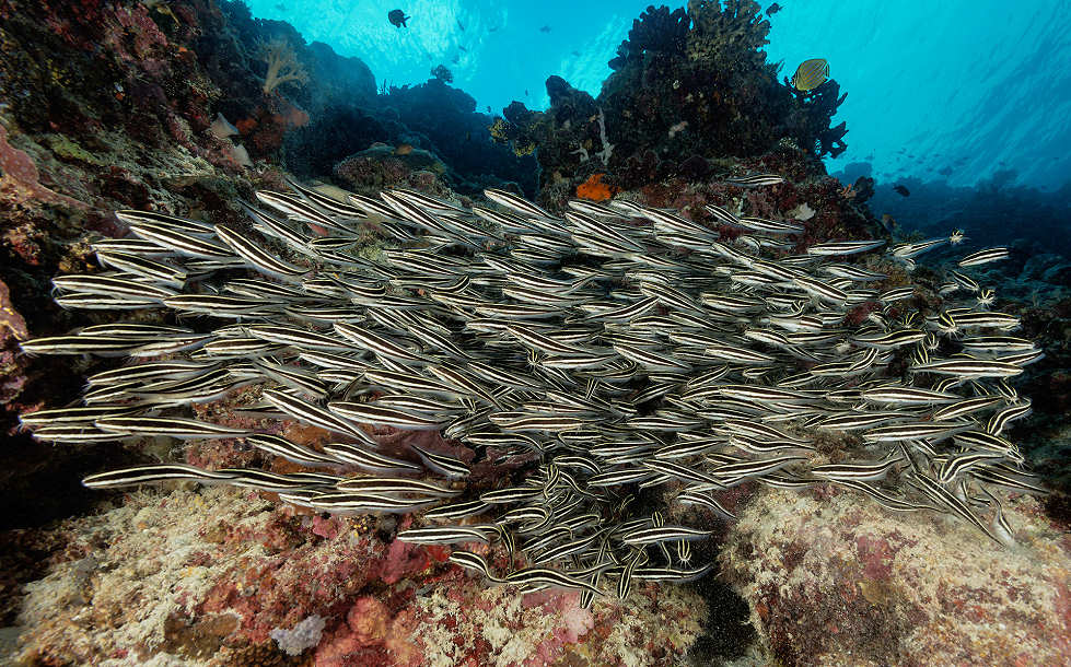 Fischreiche Riffe in der Sulusee · Tauchen Cagayan Islands 