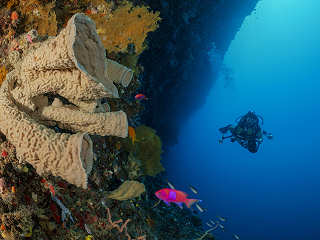 Vasenkorallen · Tauchen Cagayan Islands, Philippinen 