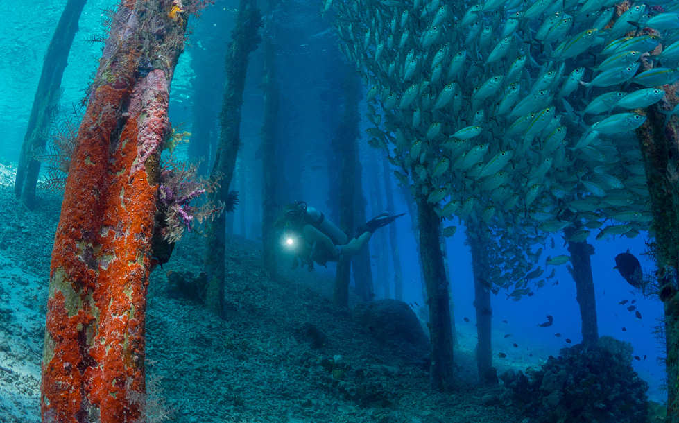 Tauchen Dampier Strait · Raja Ampat Indonesien 