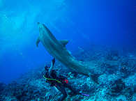 Tauchen mit Delfinen in Rangiroa · Französisch-Polynesien  