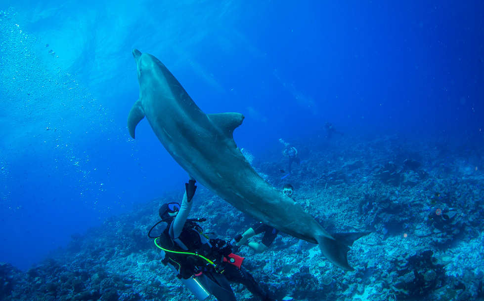 Tauchen mit Delfinen in Rangiroa · Französisch-Polynesien  