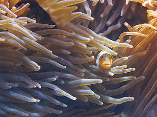 Tauchen an Metita Island in Halmahera Indonesien · Scuba Native Tauchreisen