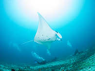 Tauchen mit Mantas auf den Philippinen · Manta Bowl Ticao Pass 