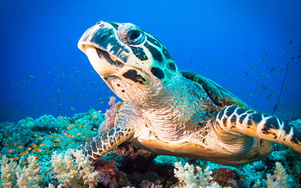 Tauchen mit Schildkröten vor Negros – Philippinen 