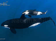 Orca mit Jungtier im Golf von Kalifornien · Tauchen an der Baja California 