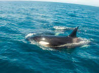 Orcas an der Baja California · Tauchen Mexiko 