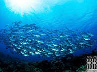 Tauchen mit Schwarmfisch in Raja Ampat  