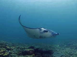 Tauchen am Manta Bowl im Ticao Pass 