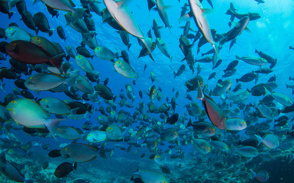 Tauchen Tubbataha Reefs · Philippinen 