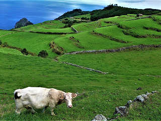 Tauchreisen Azoren – grüne Inseln im tiefblauen Atlantik 