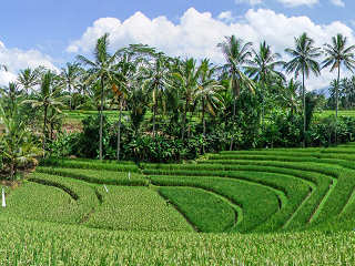 Reisfelder auf Bali  