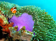 Nemo in einer Anemone – Luzon und Mindoro, Philippinen 