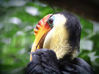 Nashornvogel (Hornbill) · Scuba Native Tauchreisen · Indonesien