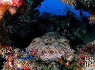 Teppichhai (Wobbegong) in Raja Ampat · Tauchurlaub Indonesien 