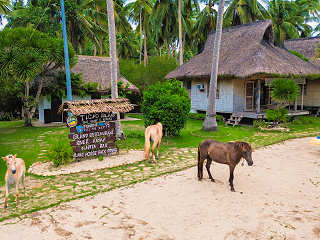 Resort-Ponys am Strand · Urlaub auf den Philippinen 