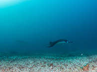 Tauchen am Manta Bowl · Ticao Pass Masbate 