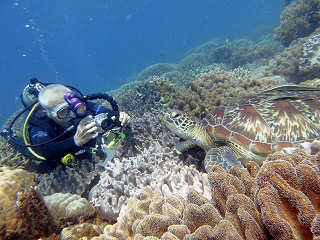 Tauchen an den Tubbataha Reefs · Philippinen 