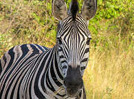 Zebra – Kruger Park – Südafrika 